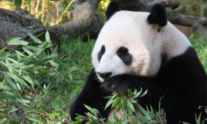 Reuzenpanda China Nederland verhouding | We R Asia